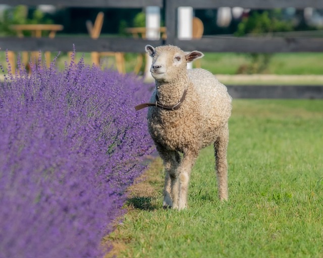 Lavender fields with Charlie the lamb